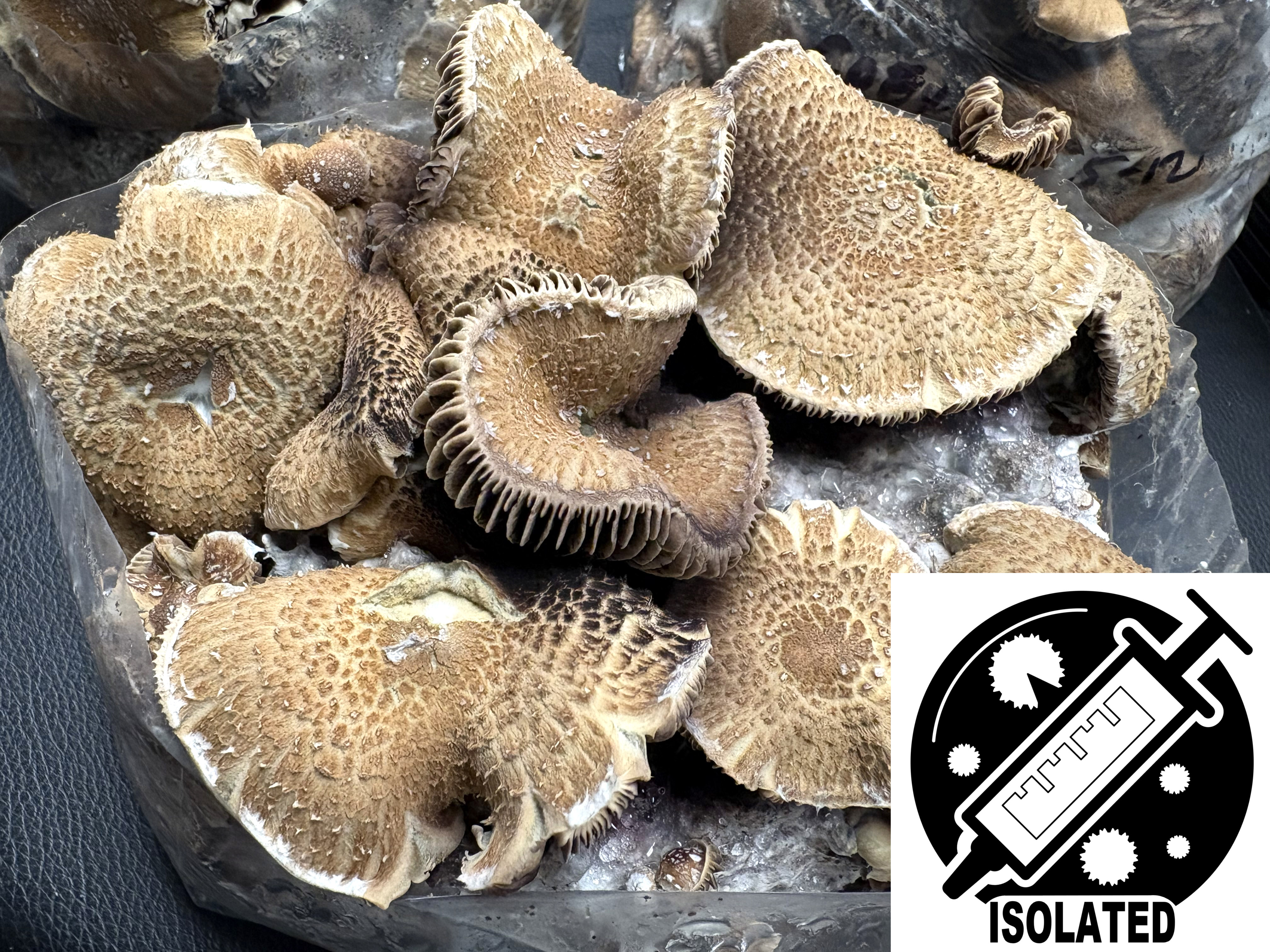 MONTHLY FEATURE: Ps. cubensis : Shaggy Spore Isolate Syringe